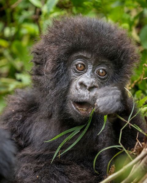Africa-Rwanda-Volcanoes National Park-Baby Mountain Gorilla playing with piece of grass